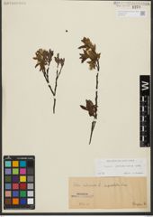 Foto von Salix waldsteiniana Willd.